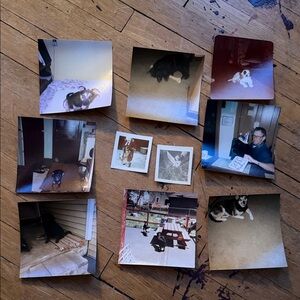 Vintage Dog Photo Collection